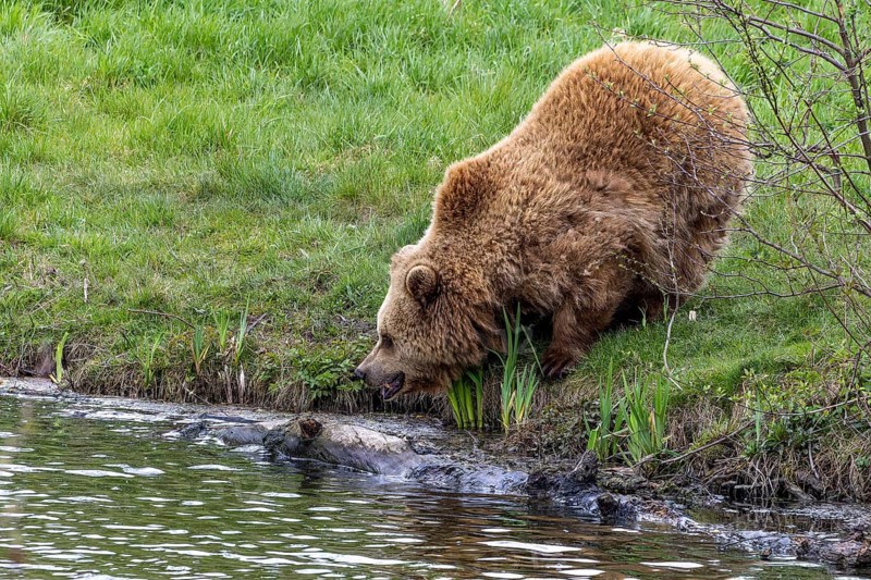 Brown bear (Ursus arctos), Poing Wildlife Park, Upper Bavaria, Bavaria, Germany, Europe