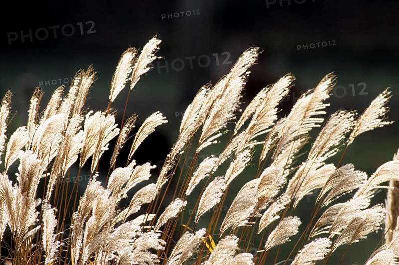 Japanese silver grass (Miscanthus sinensis), maiden grass