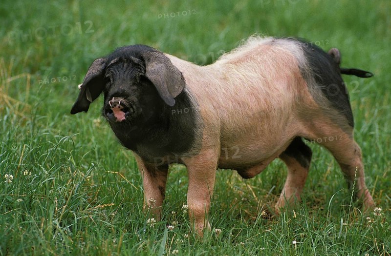 BASQUE PIG, A FRENCH BREED