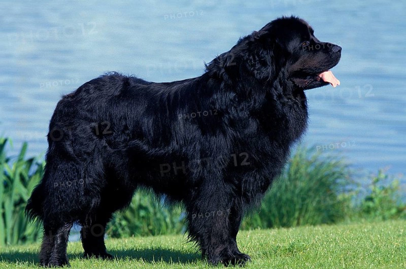 NEWfoundland, adult DOG, STANDING ON GRASS NEAR THE LAKE