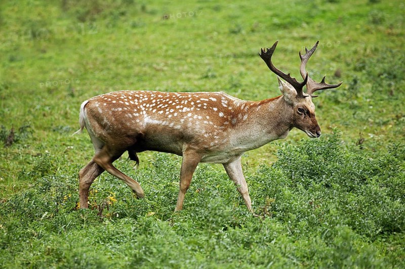 Persian fallow deer, dama mesopotamica, male