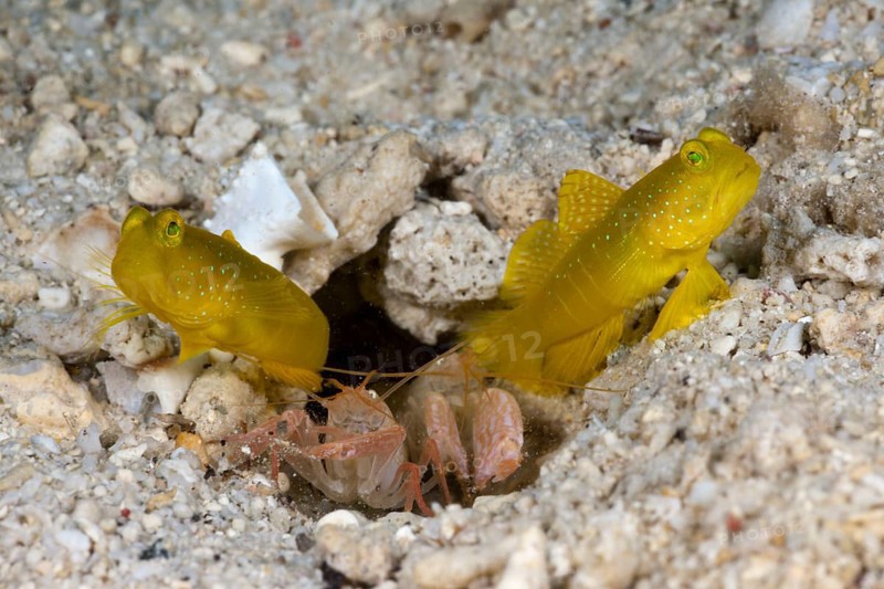 Yellow Prawn Goby in symbiosis with Snapping Shrimp, Cenderawasih Bay, West Papua, Indonesia (Cryptocentrus cinctus) (Alpheus ochrostriatus), Partnergarnele