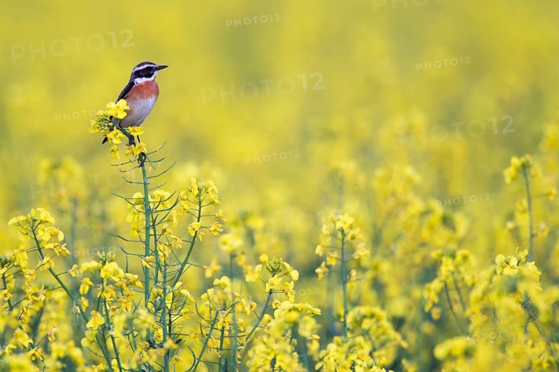 Whinchat (Saxicola rubetra), Germany, Europe