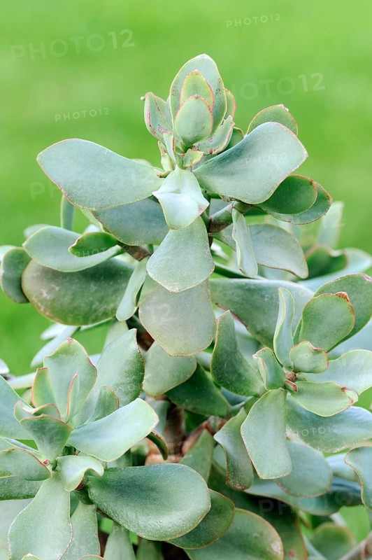 Silver Dollar silver dollar plant (Crassula arborescens), lver Jade Plant