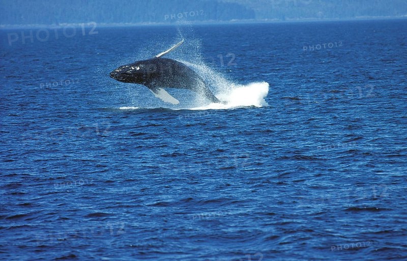 Humpback Whale (megaptera novaeangliae), Adult Breaching, Alaska