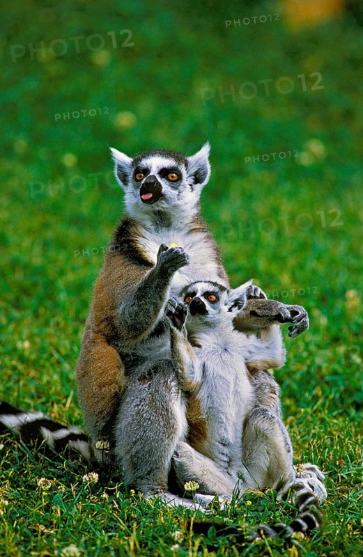 Ring Tailed Lemur (lemur catta), Female with Baby
