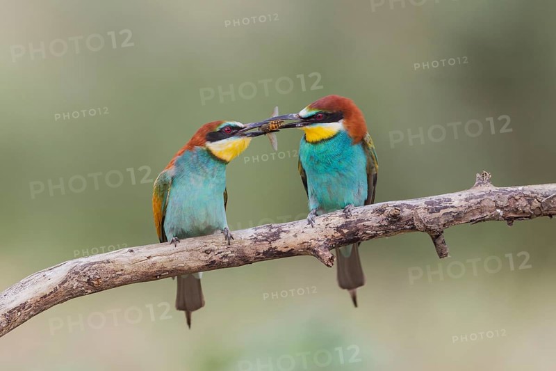 European bee eater (Merops apiaster), Romania, Europe