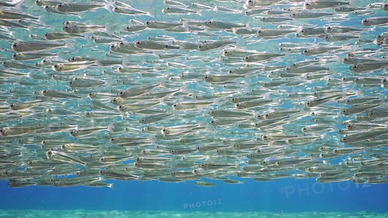 Endless shoal of small brightly fishes Hardyhead Silverside swim under surface of water a bright sunny day in sunburst, Backlighting (Contre-jour) Red sea, Egypt, Africa