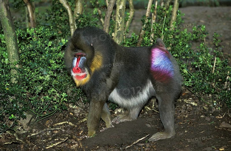 Mandrill (Mandrillus sphinx), male