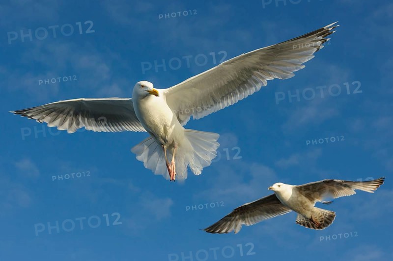 European herring gull (Larus argentatus) , exempted, Norway, Europe