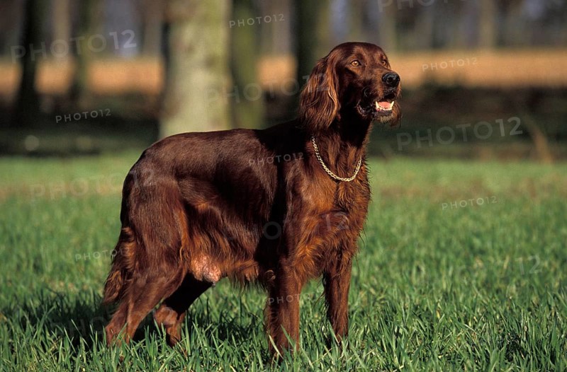 Irish Setter or Red Setter, Male Dog standing on Grass