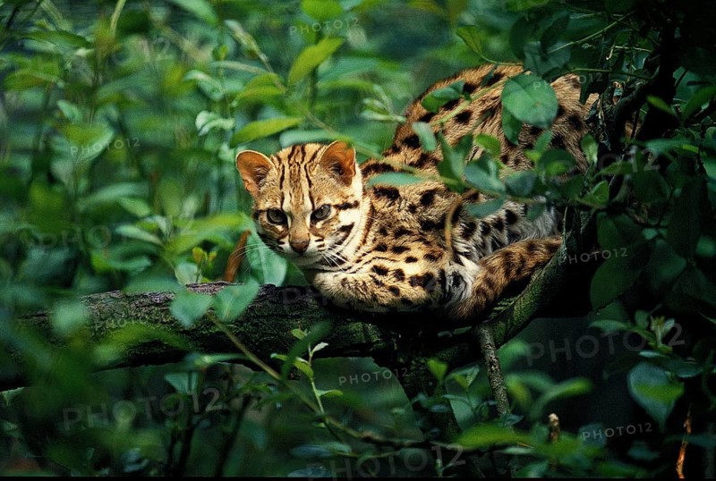 LEOPARD CAT (prionailurus bengalensis), ERWACHSENER AUF BRANCHE