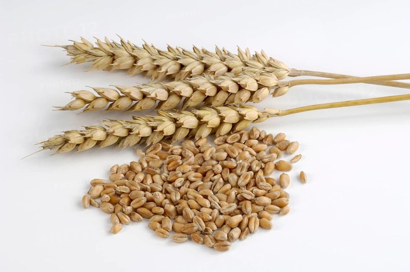 Wheat ears and grain, wheat ears (Triticum aestivum) and wheat grains, inside, studio