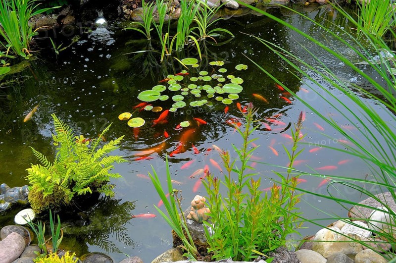 Garden pond with goldfish