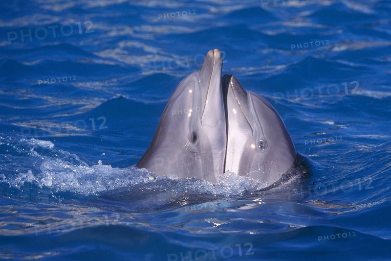 Bottlenose Dolphins (Tursiops truncatus), side