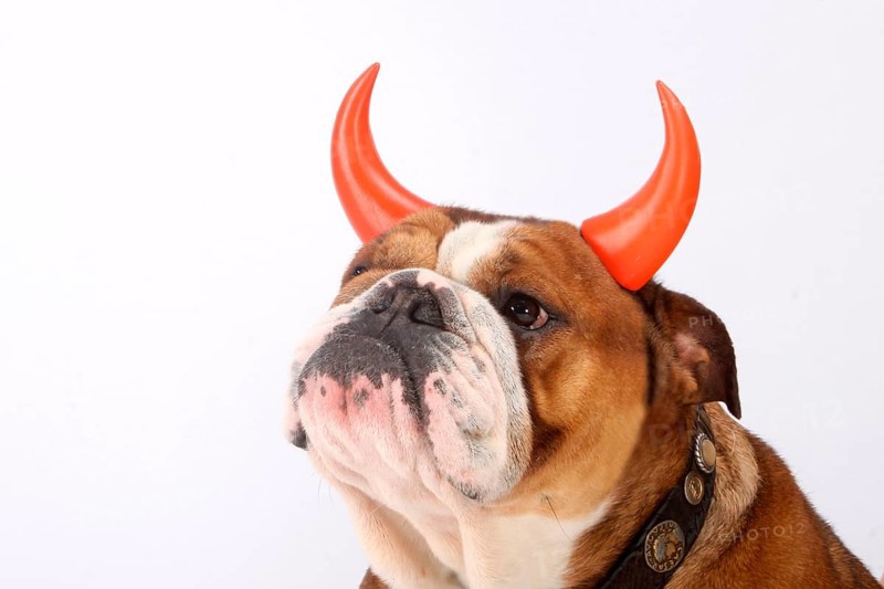 English Bulldog, Collar, Devil Horns, Devil