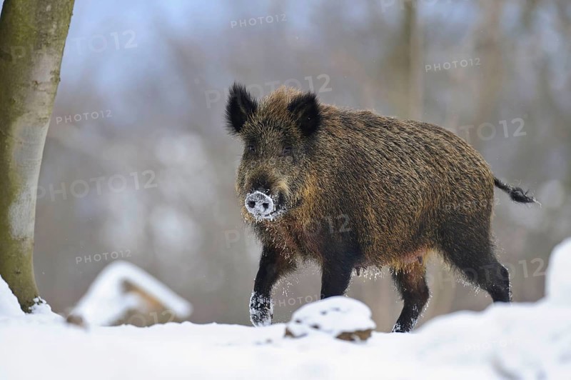 Wild boar (Sus scrofa) Brook
