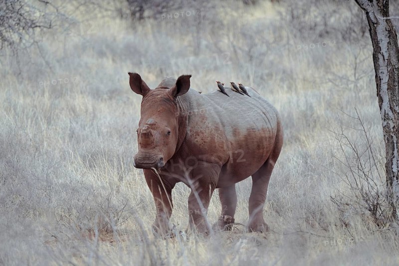 White rhino after SChlambad with Oxpecker on back, Limpopo, South Africa, Africa