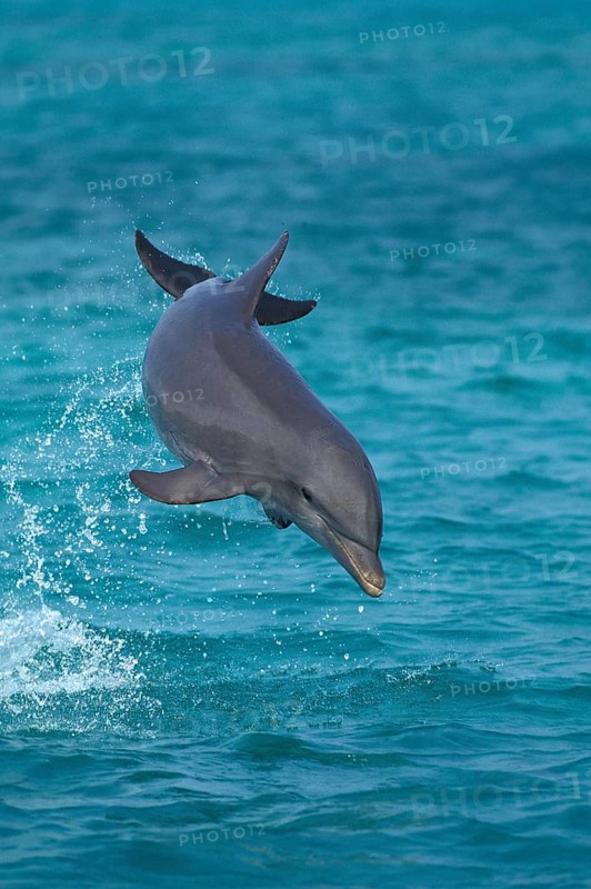Bottlenose Dolphin (tursiops truncatus), Leaping, Honduras, Central America