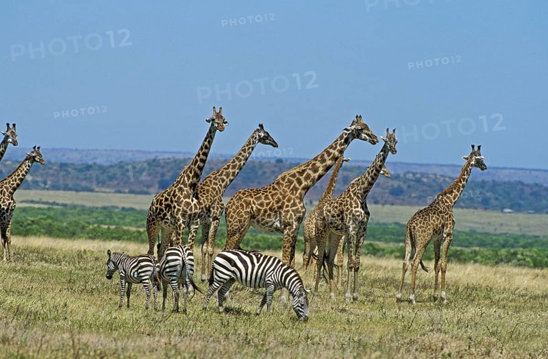 Masai Giraffe (giraffa camelopardalis tippelskirchi), Burchell's Zebra, giraffa camelopardalis tippelskirchi, Masai Mara park in Kenya