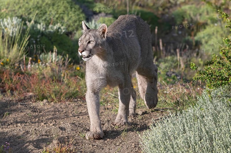 Cougar (Cougar concolor), silver lion, mountain lion, cougar, panther, small cat, Torres del Paine National Park, Patagonia, end of the world, Chile, South America