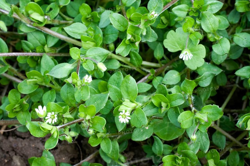 Chickweed, Common Common chickweed (Stellaria media), Chickweed