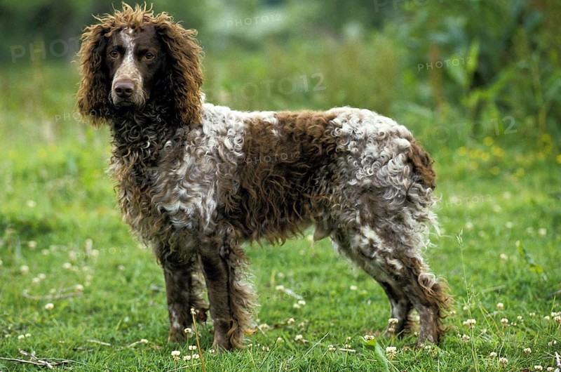 Pont Audemer Spaniel Dog on Grass