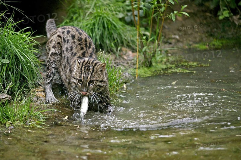 FISHING CAT (prionailurus viverrinus), ADULT IN WATER CATCHING FISH