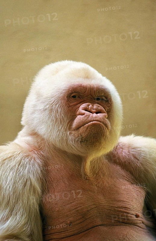 White western gorilla (Gorilla gorilla), male called Snowflake or Copito de Nieve, Barcelona Zoo