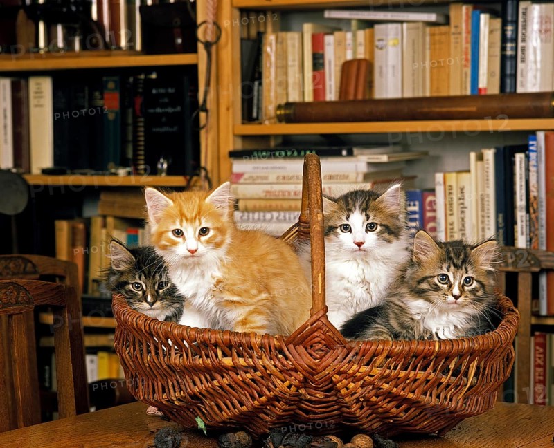 Skogkatt Domestic Cat, Kittens standing in Basket