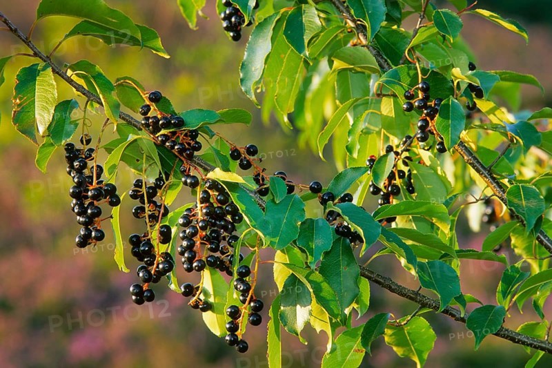 American weeping cherry, late blossoming weeping cherry, late weeping cherry (Prunus serotina), autumn cherry