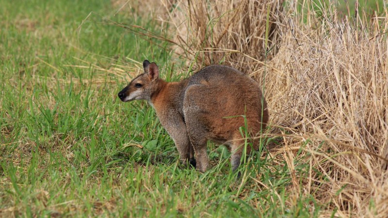 Wallaby grazing on a farm near Wauchope