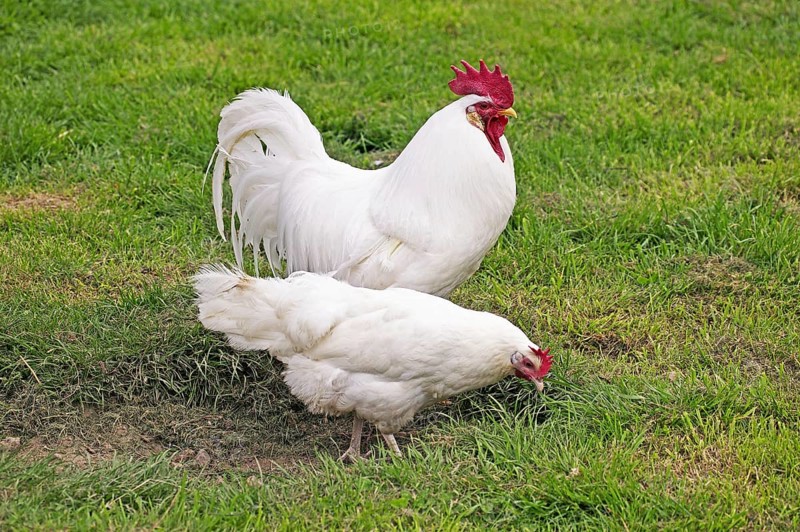 White Leghorn, Domestic fowl, Cock with hen standing on grass