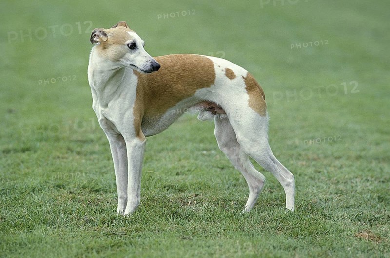 Whippet dog, male standing on grass