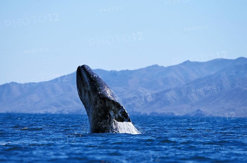Gray whale (eschrichtius robustus) OR GREY WALF, ADULT, BAJA CALIFORNIA IN MEXICO
