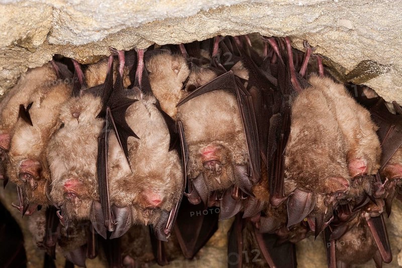 GREATER HORSESHOE BAT (rhinolophus ferrumequinum), COLONY HIBERNATING IN A CAVE, NORMANDY IN FRANCE