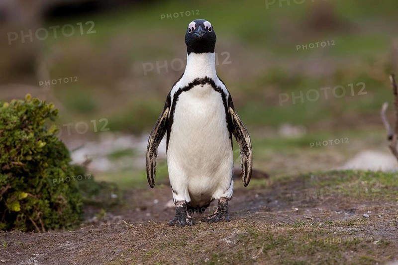 Jackass Penguin or African Penguin (spheniscus demersus), Adult, Betty's Bay in South Africa