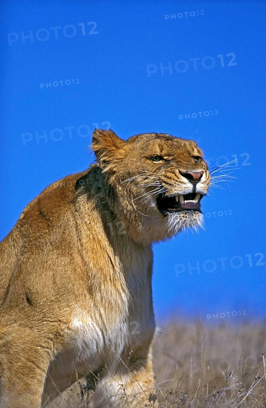 African Lion (panthera leo), Female snarling, Masai Mara Park in Kenya