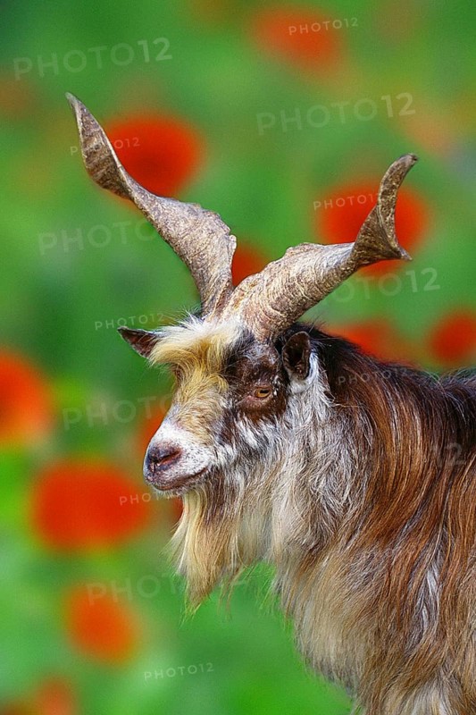Girgentana goat, male, billy goat