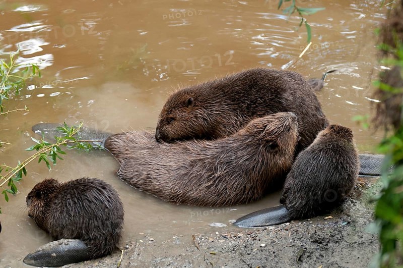 European beaver (Castor fiber) and young, Rosenheim, Bavaria, Germany, Europe