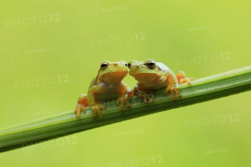 Two European Treefrogs (Hyla arborea) perched on a blade of grass, Tyrol, Austria, Europe