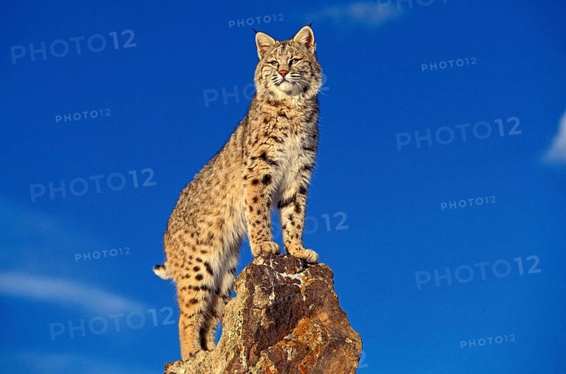 Bobcat (lynx rufus), Adult on Rocks, Canada, North America