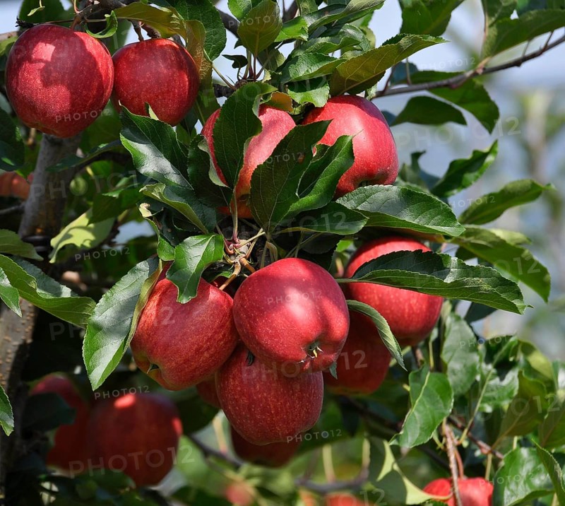 Lake Constance, Lake Constance orchard, apple orchard, Lake Constance fruit, apples on the tree, variety : Gloster, dessert apples on the tree, crushed fruit