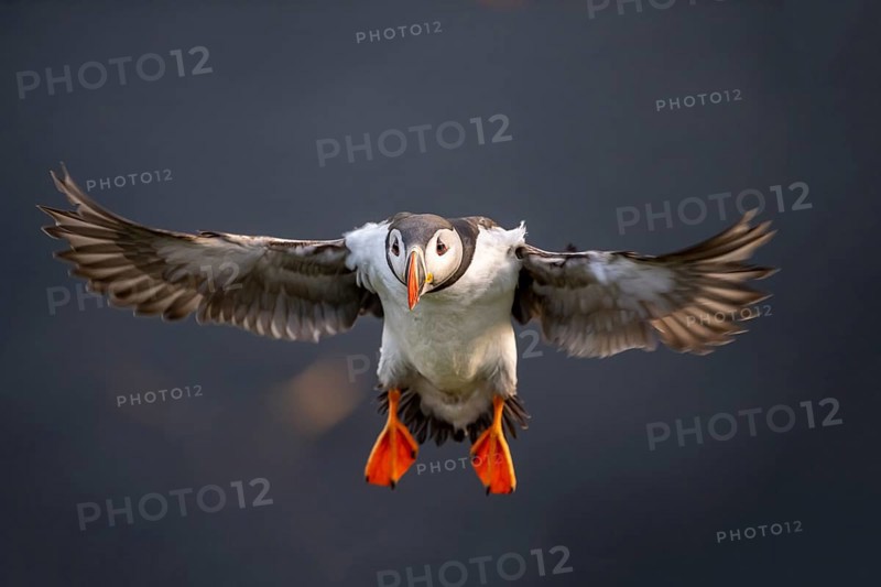 Puffin (Fratercula arctica) in flight, Bird Island Runde, Norway, Europe