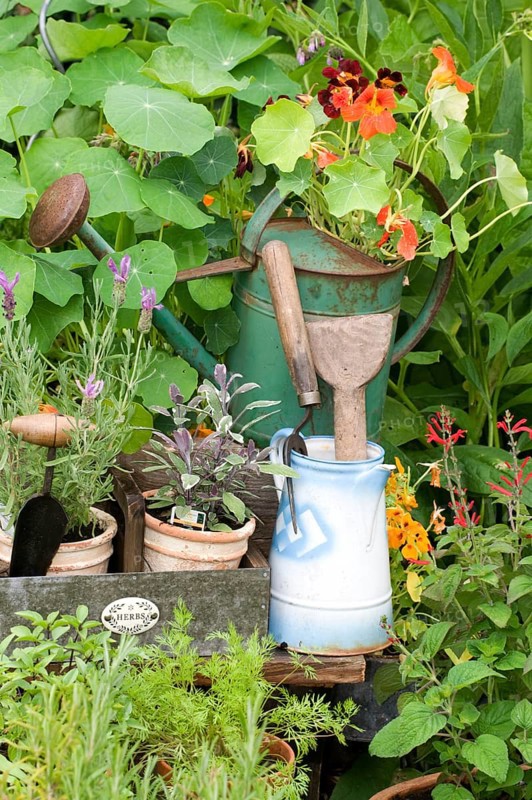 Garden with herbs