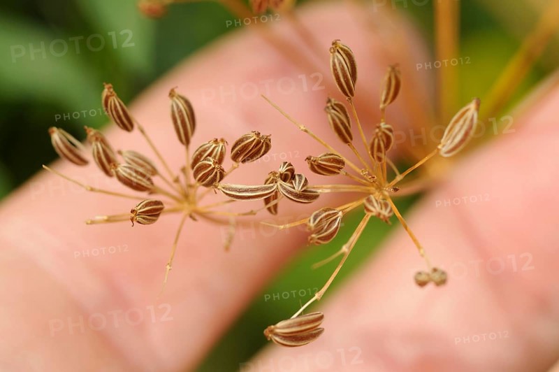 Common fennel (Foeniculum vulgare), seeds, wild fennel