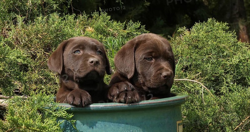 Brown Labrador Retriever, Puppies Playing in a Flowerpot, Normandy
