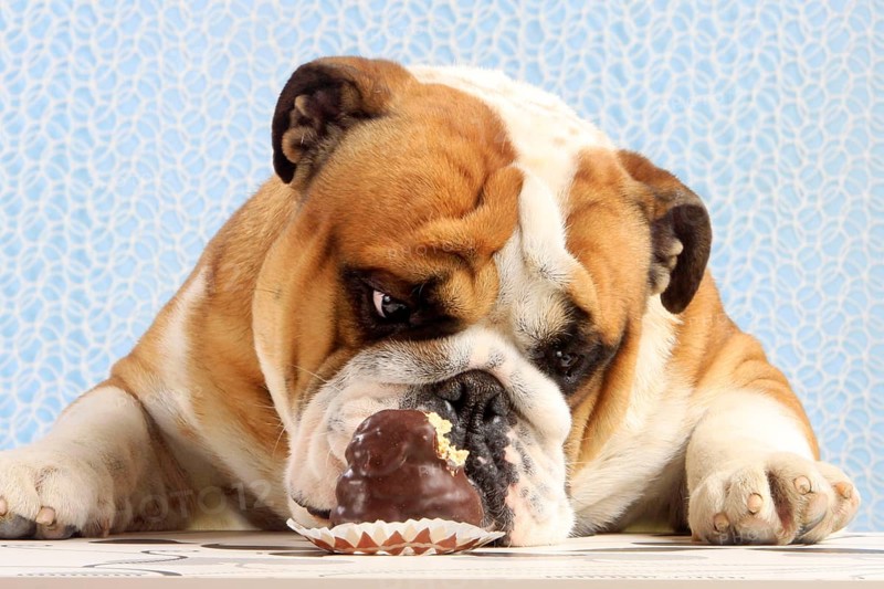 English Bulldog looking at Mohrenkopf