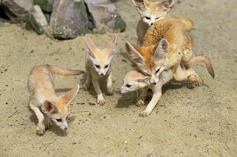 Fennec or desert fox, fennecus zerda, mother with young