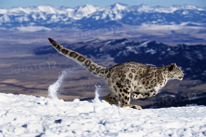 Snow leopard or ounce, uncia uncia, running through the mountains
